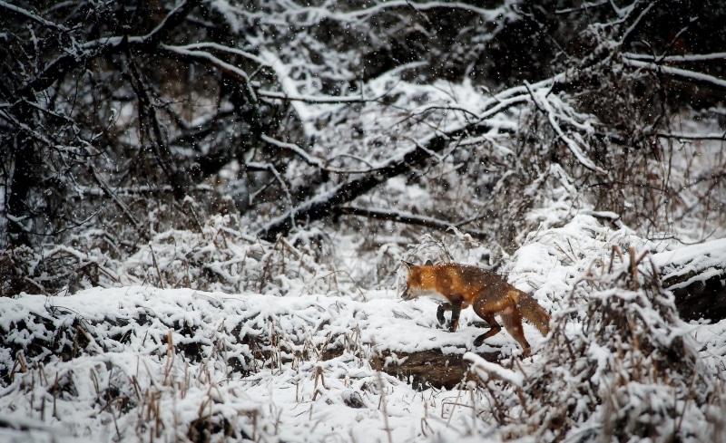 beauty in nature, nature, daytime, animals in the wild, bare trees, cold temperature, land, tree, animal wildlife, outdoors, animal themes, rural, one animal