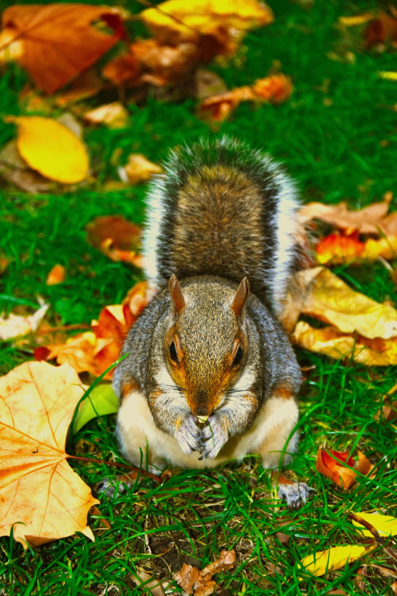 animals in the wild, plant, field, one animal, land, eating, outdoors, leaf, london, roam, wild, tree, nut, peanuts, vertebrate, mammal, no people, plant part