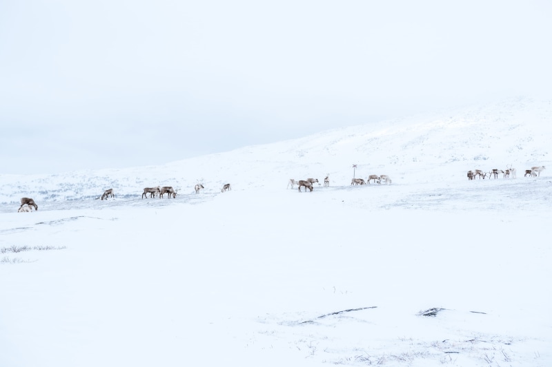 winter, nature, animals in the wild, non-urban scene, snowcapped mountain, white color, environment, roaming, landscape, land, water, scenics - nature