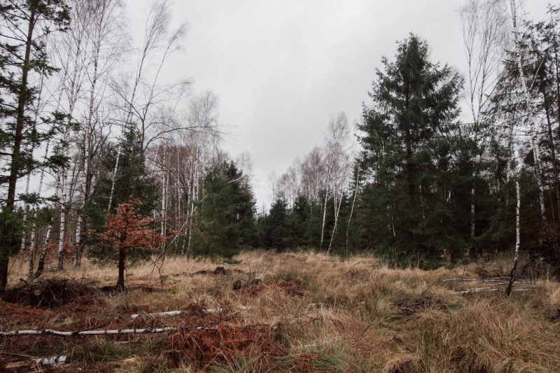 tree, tranquility, mood, nature, outdoors, tranquil scene, plant, landscape, idyllic, germany, kassel, wandering, moody, green, growth, sky, travel, remote