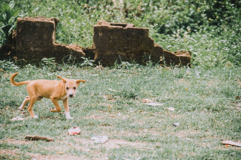 no people, full length, gishiri, walking dog, day, land, block, canine, mammal, plant, 5K, stray dog, abuja, domestic, dog, outdoors, domestic animals