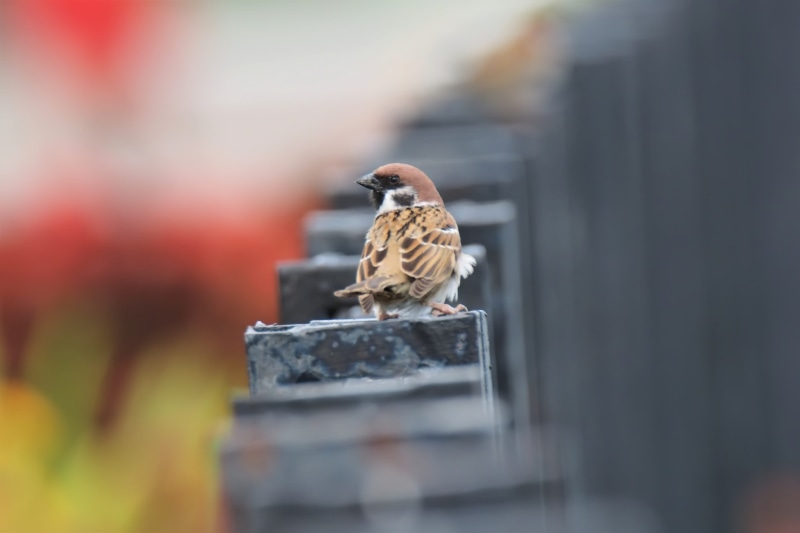 natural, vertebrate, safety, 4K, tree sparrow, one animal, close-up, animal wildlife, animals in the wild, focus on foreground, architecture, wildlife