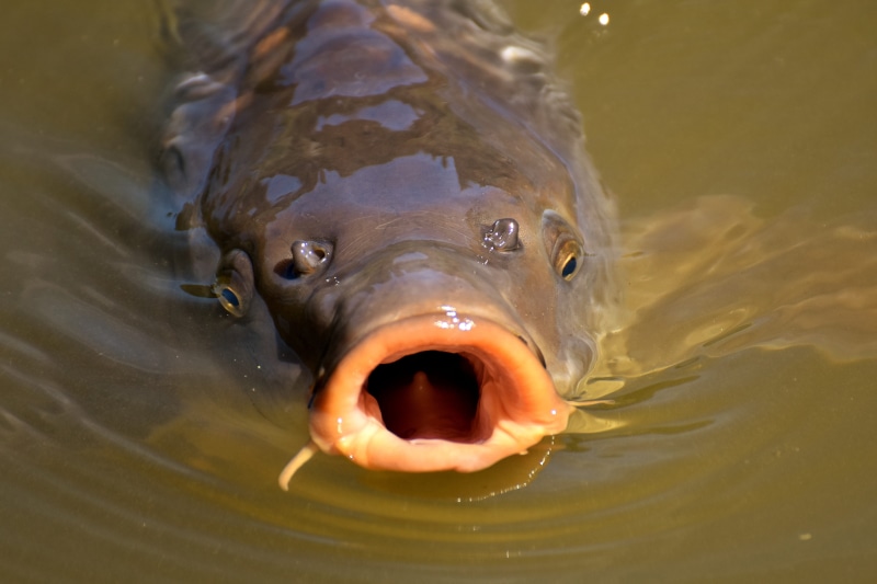 animal eye, animal portrait, vertebrate, animals in the wild, body of water, animal, underwater, outdoors, mouth, close-up, swim, day, animal wildlife