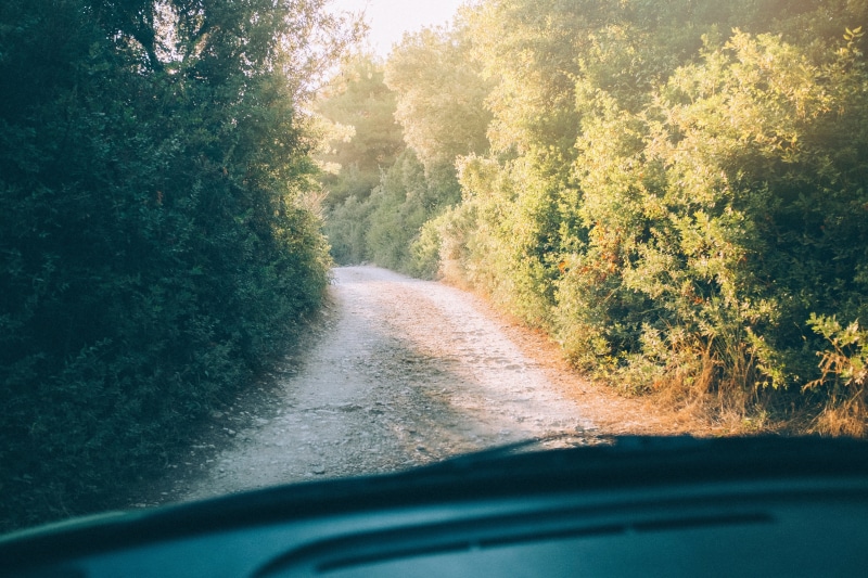 land vehicle, plant, tree, mountain, vehicle interior, car point of view, no people, sunlight, mode of transport, growth, trees, mountaineer, travelling
