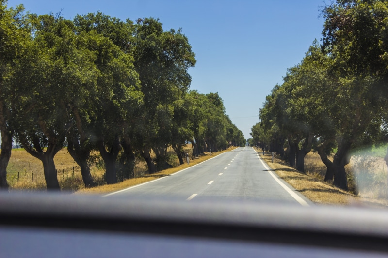 car point of view, motor vehicle, day, glass - material, tree, outdoors, portugal, roadtrip, windshield, trees, land vehicle, treelined, transportation