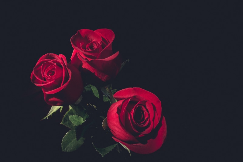 copy space, plant, no people, são paulo, flower, inflorescence, freshness, red, beauty, beauty in nature, brazil, studio shot, flower arrangement, fragility