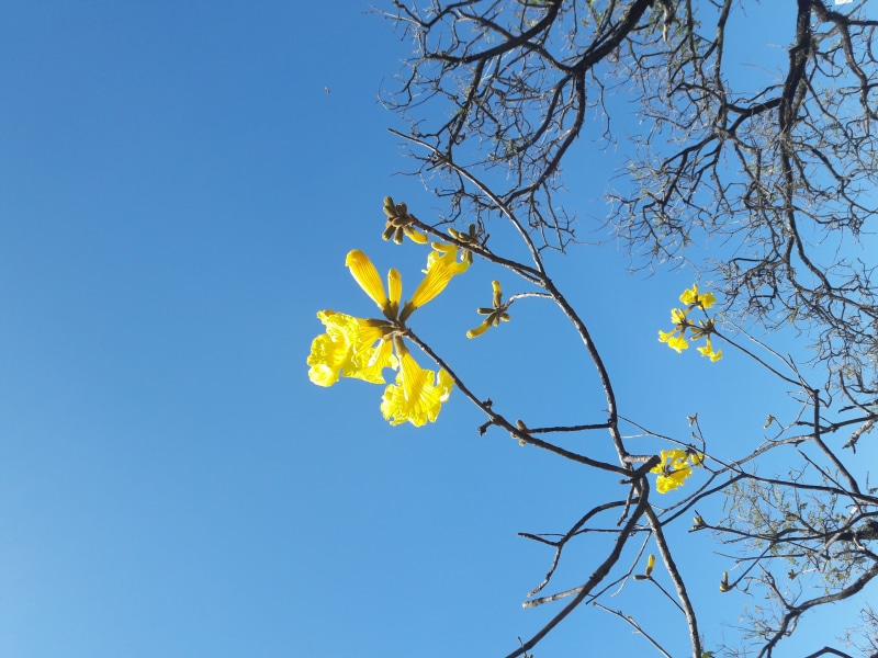 brazil, outdoors, beauty in nature, sky, day, plant, flower, nature, branch, fruit, flowering plant, ipê amarelo, são paulo, freshness, tree, growth, springtime