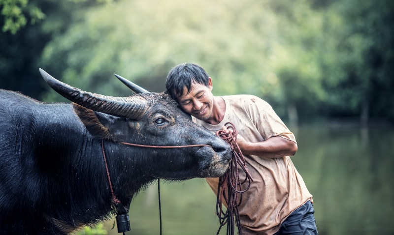black, milk factory, the calf, nature, ranch, people, vietnamese, positive emotion, shirt, asia, white, laos, vertebrate, t, persistent, adult, rural scene