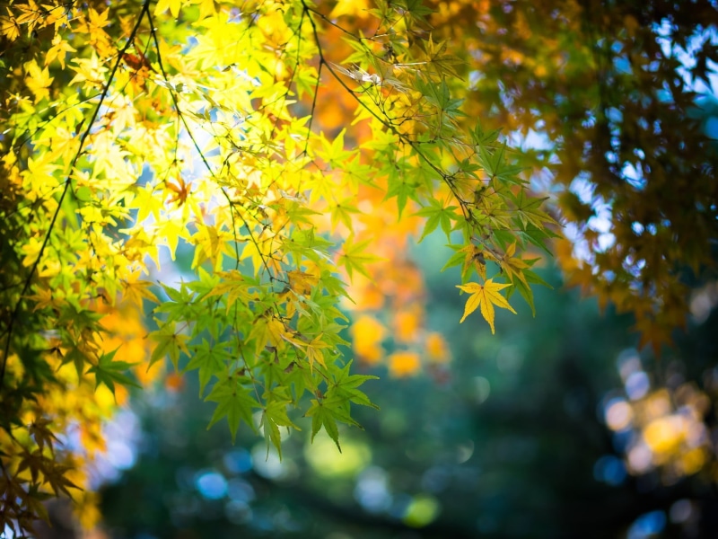 outdoors, leaf, low angle view, branch, selective focus, orange color, change, 720P, plant part, nature, beauty in nature, tree, plant, no people, leaves