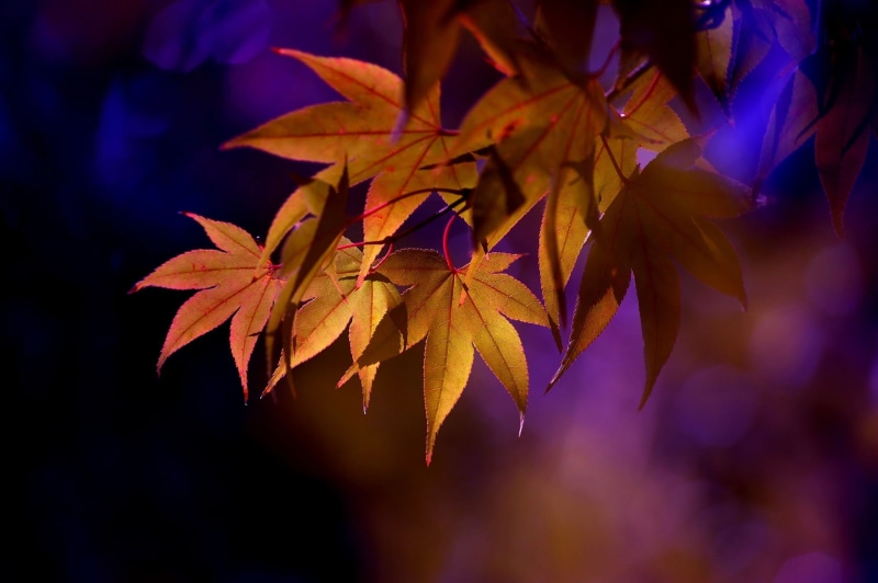 plant, branch, no people, leaf, outdoors, orange, maple tree, maple leaf, depth of field, growth, red, beauty in nature, 1080P, maple leaves, focus on foreground