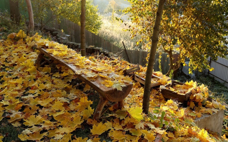 nature, autumn, change, falling, tranquility, 1080P, yellow, maple, land, autumn collection, forest, plant, fall, plant part, beauty in nature, day, growth