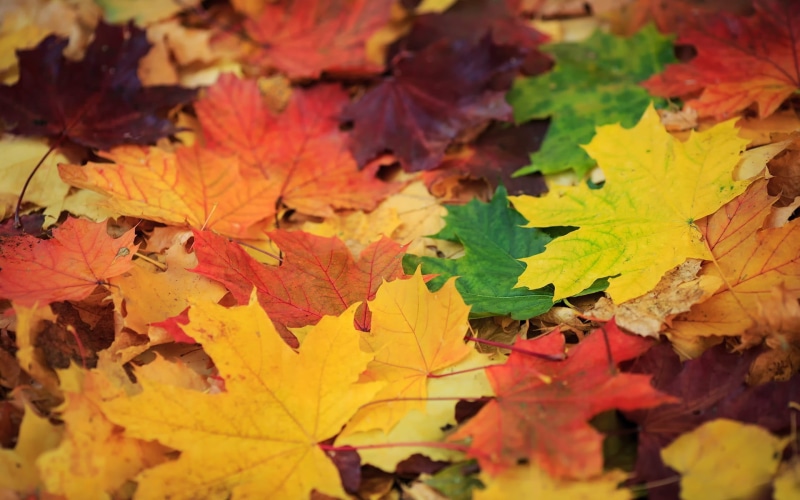 autumn, natural condition, maple leaf, selective focus, backgrounds, plant part, outdoors, beauty in nature, change, leaf, yellow, full frame, 1080P, maple