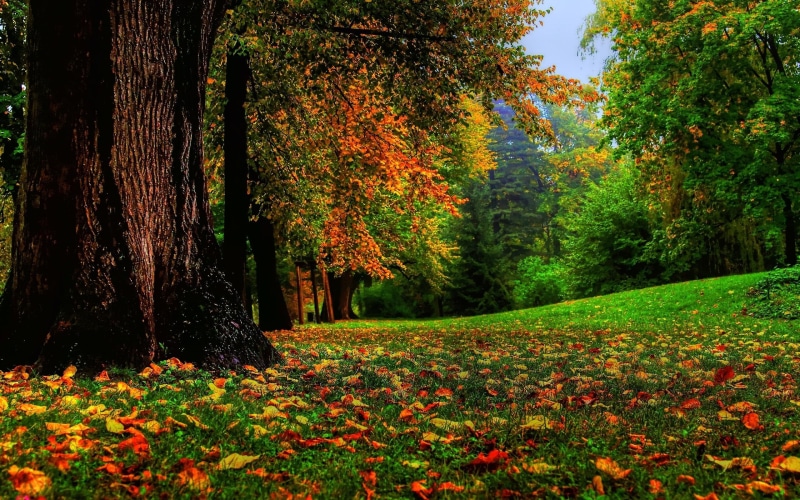 trees, flowering plant, trunk, scenics - nature, tree, orange color, plant part, no people, tranquil scene, land, tree trunk, tranquility, maple, leaf