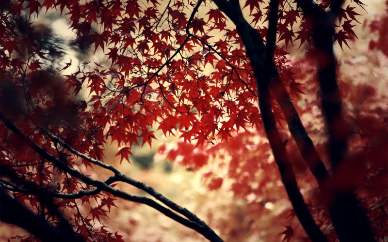 natural condition, yellow, tranquility, sunlight, maple Tree, maple leaf, selective focus, fall, sky, forest, vulnerability, season, multi Colored, day