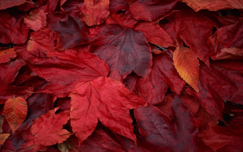 natural condition, 2K, fall, leaf, leaf vein, outdoors, abundance, maple leaf, natural pattern, fragility, leaves, no people, backgrounds, beauty in nature