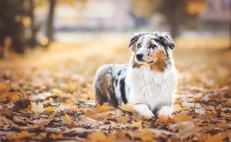fur, cute, dog, leaves, selective focus, plant part, brown, coated, purebred Dog, domestic, leaf, puppy, lying Down, mammal, no people, pets, maple leaves