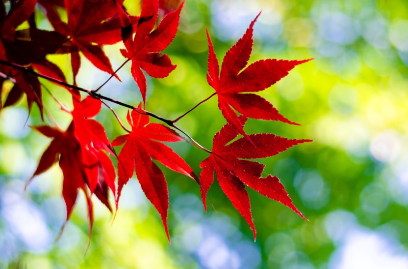 4K, maple leaves