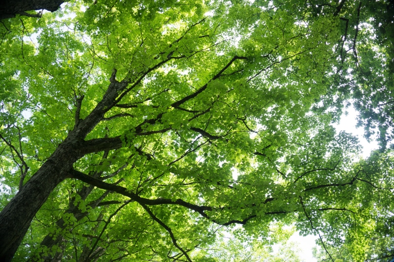 no people, plant, maple leaves, sunlight, green color, branch, bamboo - plant, trees, nature, tree, tranquility, full frame, day, beauty in nature, directly below