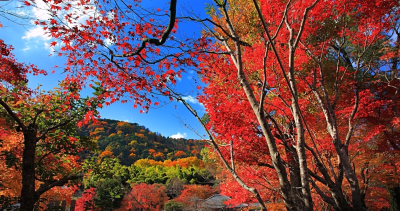 sky, tranquil scene, natural condition, leaves, forest, tree, tranquility, maple leaves, red, non-urban scene, autumn collection, growth, trees, fall, change