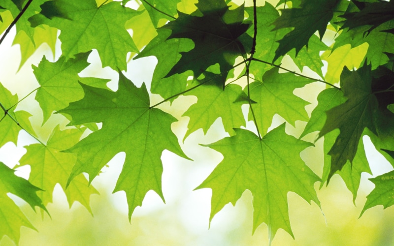 2K, drawing, maple leaves, green, leaves