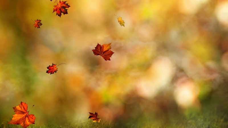 five, meadow, orange Color, green Color, plant part, sunlight, maple, outdoors, grass, nature, fall, tree, gold Colored, springtime, autumn, sunset, leaf