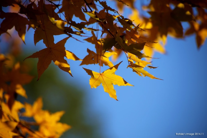 maple leaves, leaves, nature, depth of field, 720P