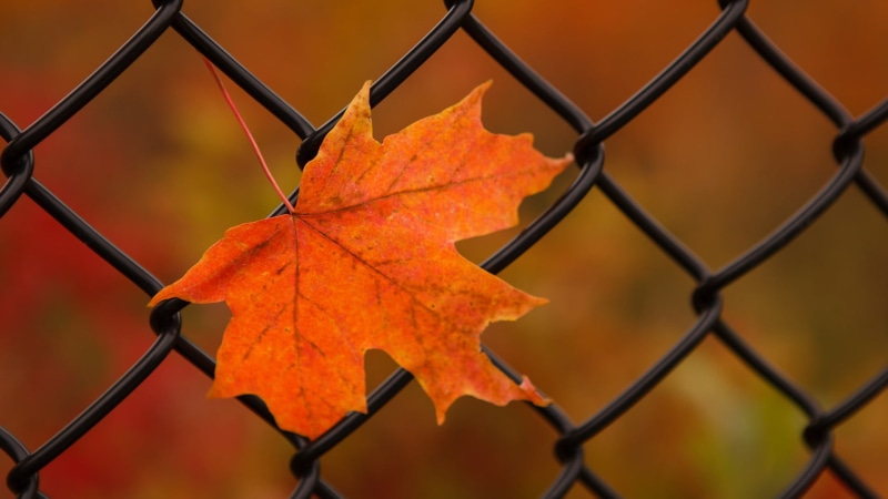 orange color, fence, focus on foreground, depth of field, maple, barrier, no people, leaves, fall, boundary, leaf, autumn, security, orange, outdoors, plant part