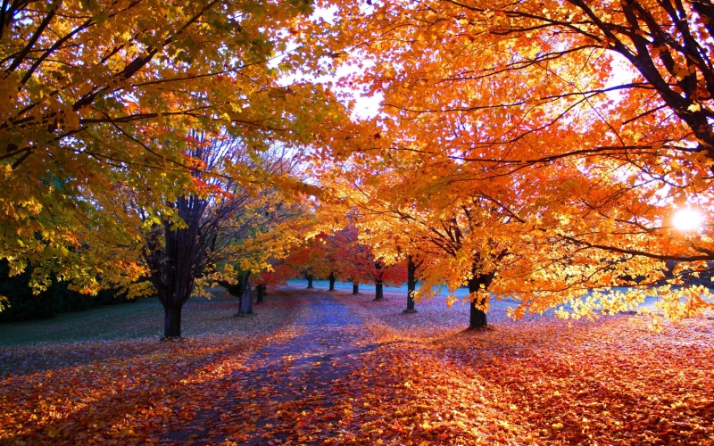leaves, leaf, growth, sunlight, orange color, plant part, scenics - nature, park, orange, fall, autumn, the way forward, grass, beauty in nature, change