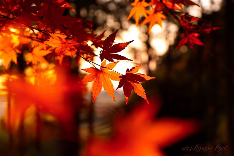 plant part, growth, orange color, maple leaf, photo, close-up, natural condition, autumn, outdoors, change, depth of field, autumn collection, tree, red
