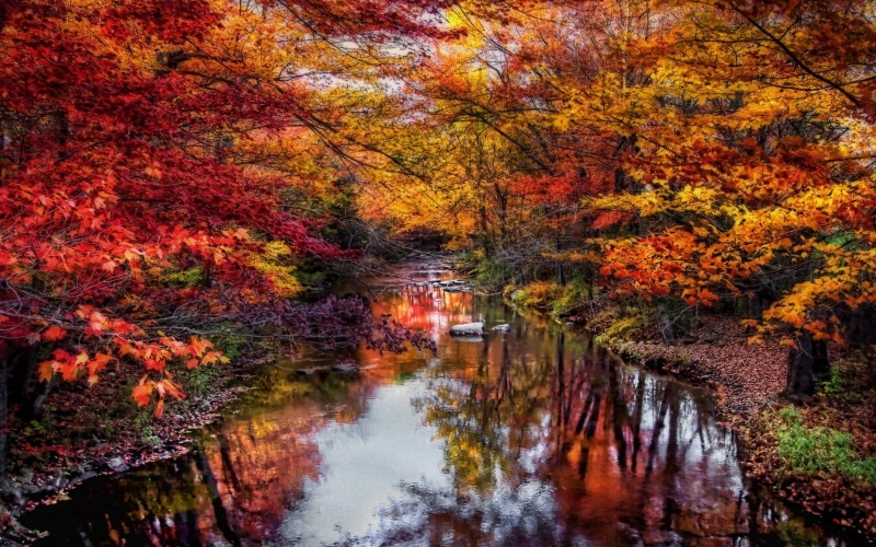 nature, tree, Maine, autumn collection, beauty in nature, forest, body, painting, water, river, fall, lake, non-urban scene, tranquility, trees, 720P