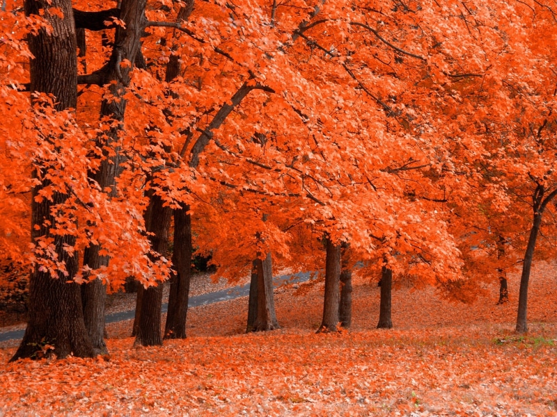 environment, plant part, scenics - nature, 1080P, change, non-urban scene, tree, autumn, day, growth, forest, no people, land, orange color, red, beauty in nature