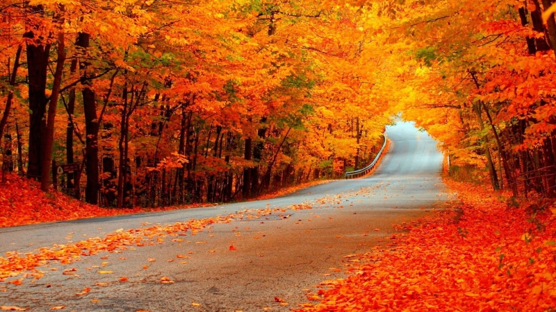 natural condition, plant, direction, nature, no people, tranquility, fall, outdoors, autumn collection, landscape, yellow, tree, autumn, land, plant part
