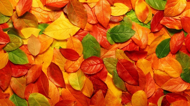 color Image, forest, lush Foliage, pattern, green Color, gold Colored, yellow, maple leaf, no people, autumn collection, multi Colored, green, autumn, dry