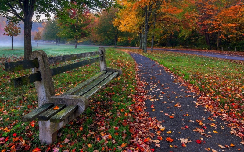 Bench, Leaves, Grass, Road, Park, Trees, 1080P, Colors, Autumn