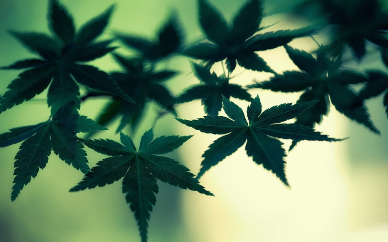 no people, healthcare and medicine, close-up, pot, leaf, leaves, backgrounds, 1080P, green color, day, herb, macro, growth, nature, closeup, outdoors
