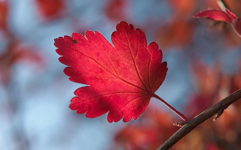 maple leaf, maple, focus on foreground, macro, color Image, fall, pattern, nature, maple Tree, day, season, vibrant Color, woodland, sunlight, forest, plant part