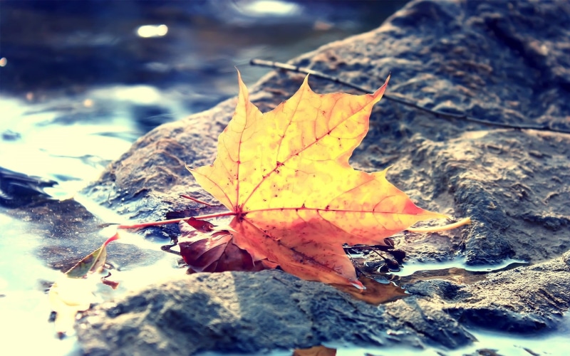 multi Colored, orange Color, leaf, plant, maple Tree, red, natural condition, colors, falling, brown, plant part, maple leaf, leaf vein, stone, bark, no People