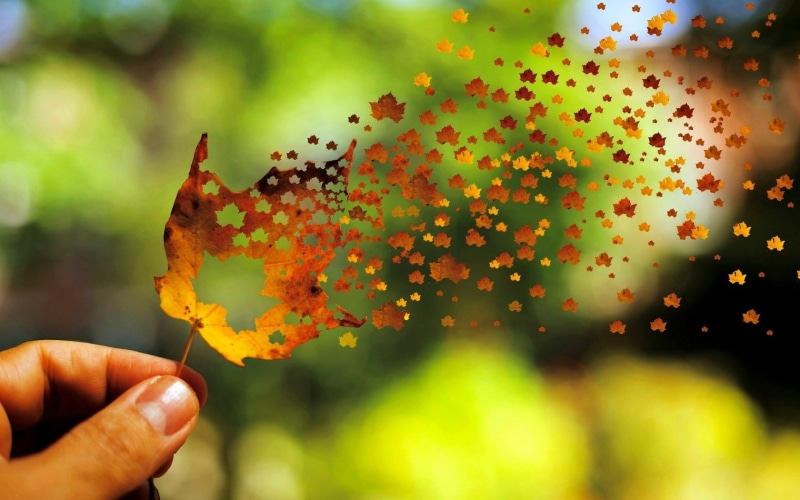 backgrounds, forest, finger, human finger, close-up, autumn, holding, human body part, bright, fall, maple, leaf, maple leaf, leaves, hand, food, defocused