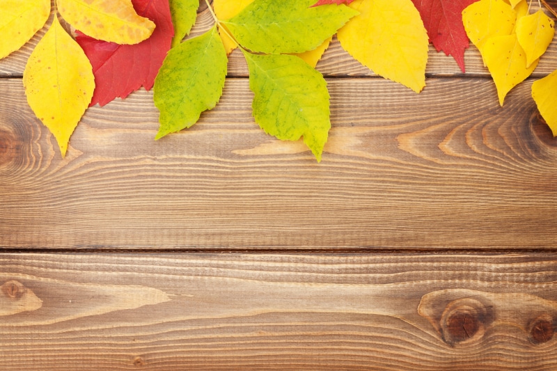 autumn, orange Color, no People, colorful, abstract, pattern, september, plank, textured, decoration, maple, frame, wood, full frame, yellow, variation