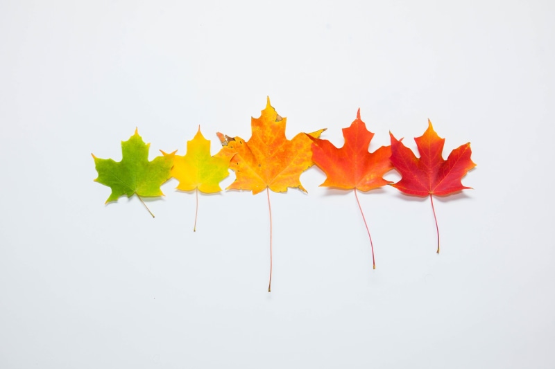 plant, red, Rainbow, Color, 5K, october, nature, Tree, september, multi Colored, five, season, maple, Stages, Fall, yellow, maple Tree, Autumn  Leaves