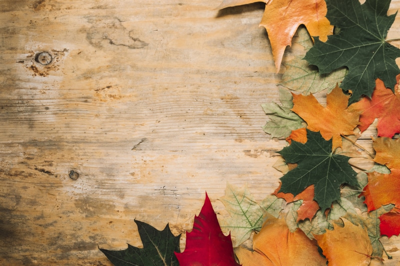 5K, wood, autumn, tree, maple, background, leaves, colorful