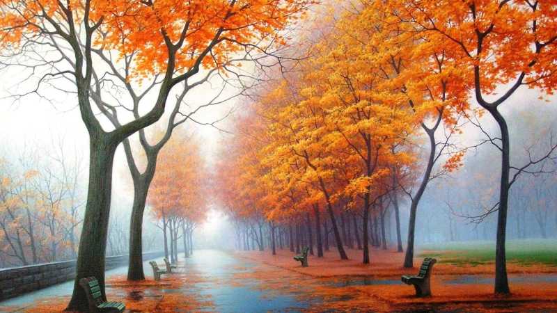 tranquility, season, outdoors, tree, autumn, no people, color, seasonal, fog, maple, bright, brown, flower, november, non-urban scene, scenics - nature