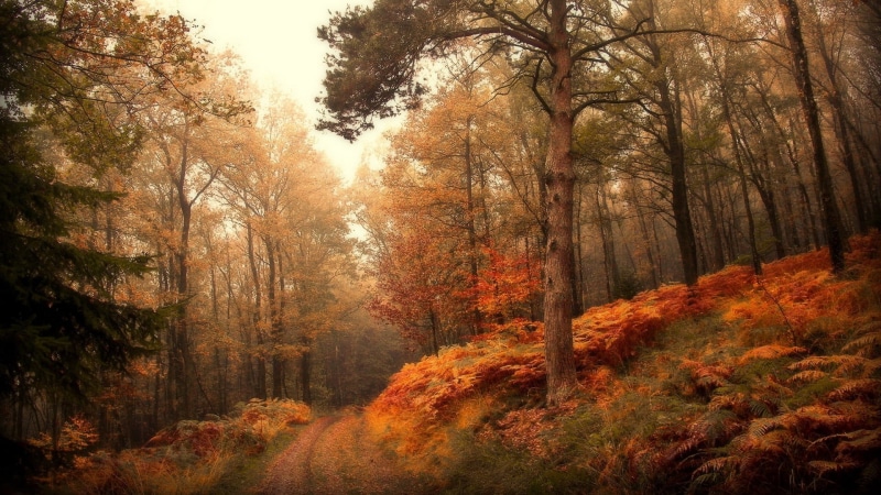 plant, yellow, growth, non-urban scene, change, color, autumn collection, gold, botany, beauty in nature, seasonal, september, design, texture, fall, trees