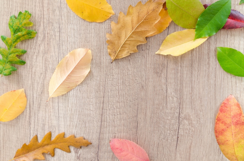 orange, environment, pattern, indoors, detail, texture, beautiful, abstract, bright, green, change, flora, maple, variation, foliage, golden, maple leaf