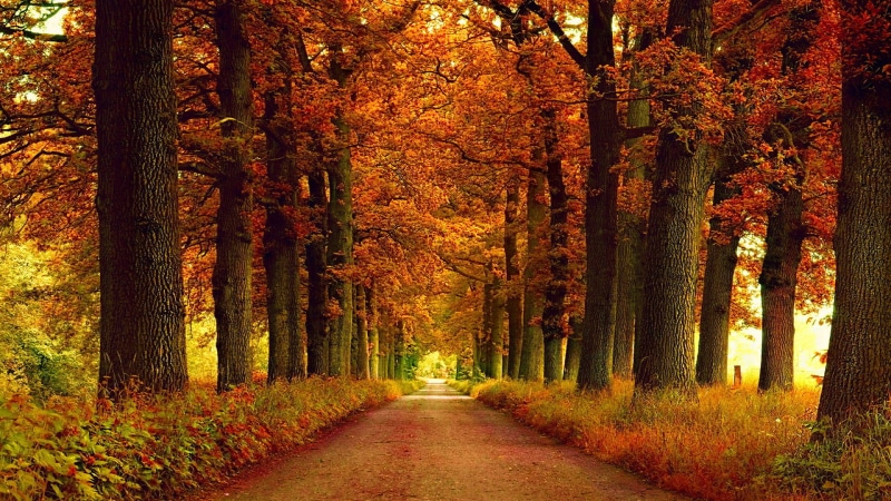 leaf, october, fall, scene, avenue, wood, november, yellow, 1080P, path, summer, garden, woods, foliage, orange, oak, natural, maple, leaves, outdoor