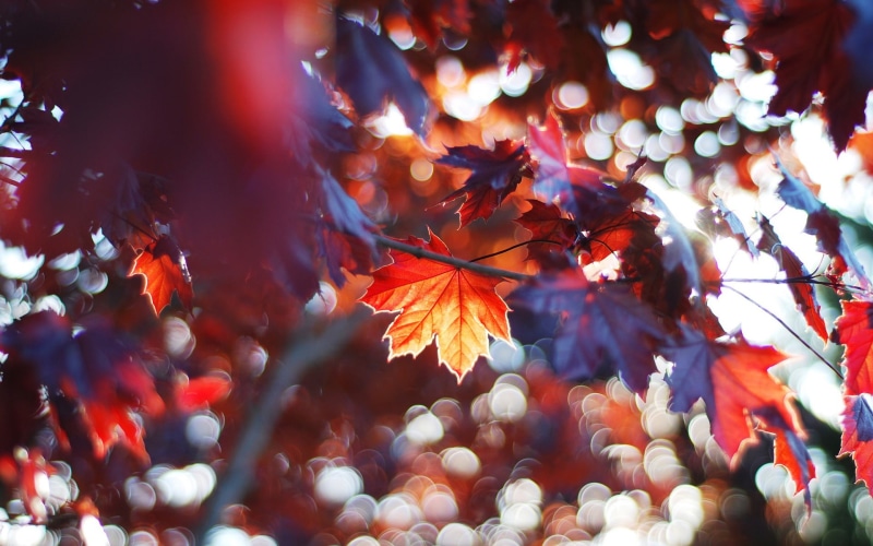 Autumn, Red, Leaves, 1080P, Maple