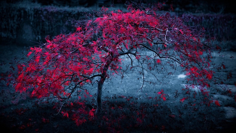 foliage, orange, nature, leaf, 1080P, plant, tree, autumn, fall, season, pink, maple, leaves