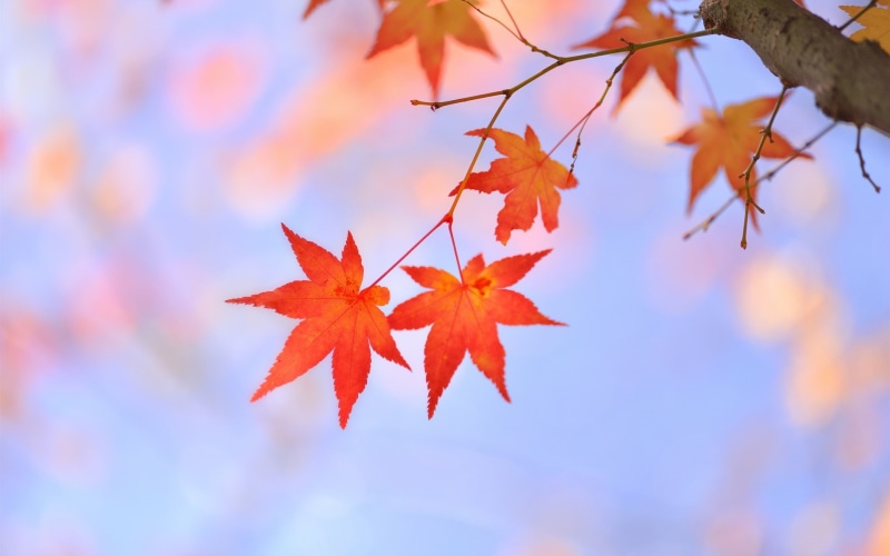 Japanese, Leaves, Maple, Tree, leaf, Branch, Red, 1080P
