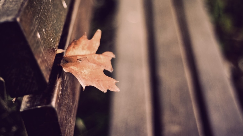 color Image, season, red, brown, 1080P, pattern, multi Colored, day, sunlight, focus, fall, depth of field, wood - Material, dry, abstract, no People