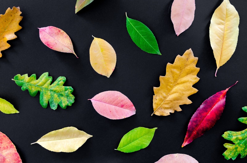 pattern, frame, organic, freshness, no people, choice, seasonal, multi colored, 4K, black, food, beautiful, decoration, autumn, detail, tree, white, design